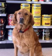 Ruby the golden retriever at the paint store